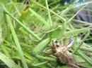 Saga pedo & Platycleis albopunctata
