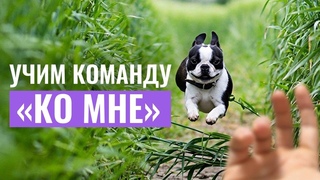 Как научить собаку команде КО МНЕ Ошибки, которые мешают успешной дрессировке и как их избежать