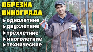 Обрезка и формировка кустов винограда ✂️