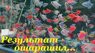 Тернеция глофиш разведение Тернеция размножение Тернеция нерест Икра тернеции