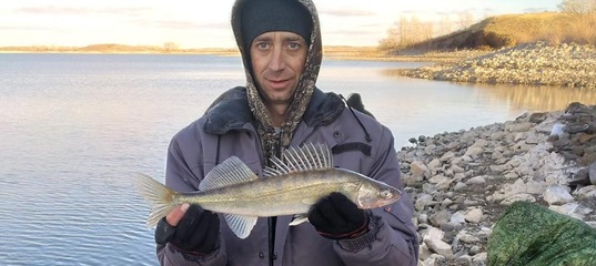 обыкновенный судак. зимняя судак чуланов. берш морской. обыкновенный судак sander lucioperca. судак ryba.
