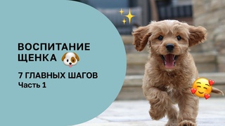 7 ШАГОВ В ВОСПИТАНИИ ЩЕНКА, КОТОРЫЕ НЕЛЬЗЯ ПРОПУСТИТЬ. ЧАСТЬ 1