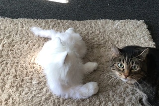 Cats React to Robot Cat