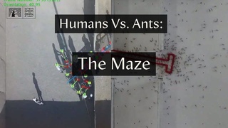 Humans Vs. Ants: The Maze