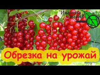 ОСОБЕННОСТИ ОБРЕЗКИ КРАСНОЙ СМОРОДИНЫ. Три отличия обрезки черной и красной смородины.