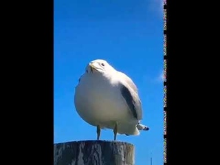 АААААААААААААААААА