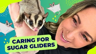 How Much Time Does It REALLY Take to Care for Sugar Gliders | Pet Care Routine & Tips