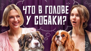 Собаки мечтают Помнят хозяина Зачем нюхают пoпы Самооценка, ревность и цели в жизни у пёсиков