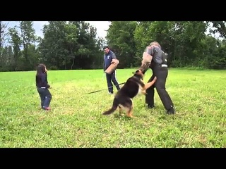 Собака защищает 5 летнюю хозяйку