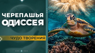 Самая эпичная одиссея | Чудо творения