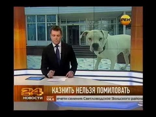 Здоровую собаку чуть не усыпили