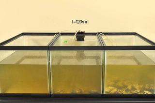 Oyster Filtration Demonstration - High Phytoplankton Concentration