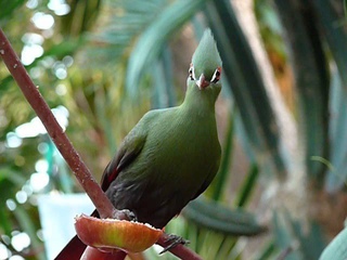 Elusive Turaco eating apple