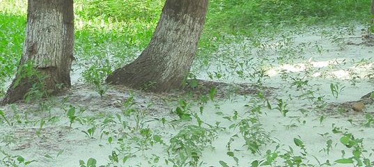 Тополиный пух красноярск. Тополиный пух жара. Тополь пух. Иваново тополиный пух. Тополиный пух.