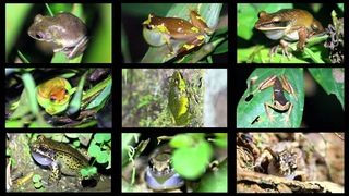 An Array of Frogs Calling in the Peruvian Amazon!
