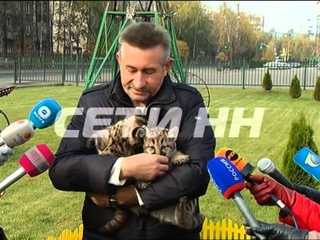 Новорожденные пумята вышли на первую прогулку