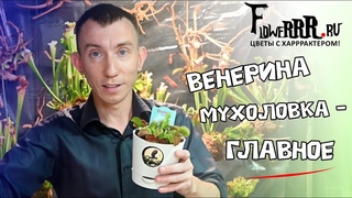 Главное о венериной мухоловке