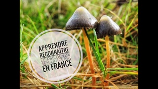 Guide Complet Identification Psilocybe semilanceata en franais Liberty Cap Psylos Truffe Psilo 2022