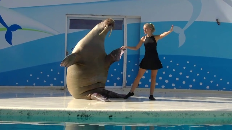 морж гиф. морж хлопает. танец моржа. танец моржов. танец моржа.