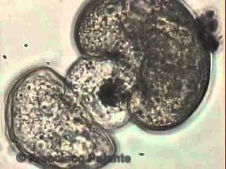 DIVISION ARCELLA