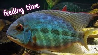 HOPLARCHUS PSITTACUS // TRUE PARROT CICHLID FEEDING