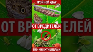 Тройной удар инсектицидами по насекомым вредителям. Обработка томатов от всех вредителей