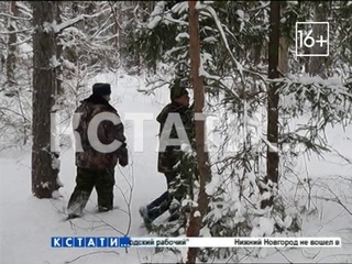 Нижегородская область вошла в число лидеров России по восстановлению леса