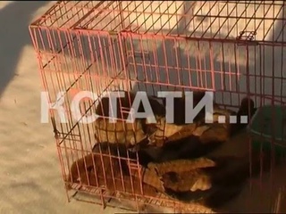 День сурка в Нижнем Новгороде
