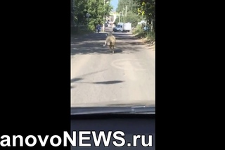 В Иванове в Курбан-байрам сбежал баран