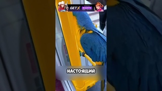 Невероятно умный попугай  #животные #милыеживотные