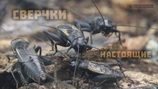 Сверчки настоящие. Домовый, степной. Драки, каннибализм, разврат и весёлые песенки // Clever Cricket