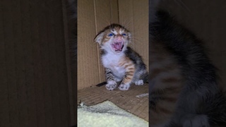 The Angriest and Wildest Kitten I've Ever Seen.