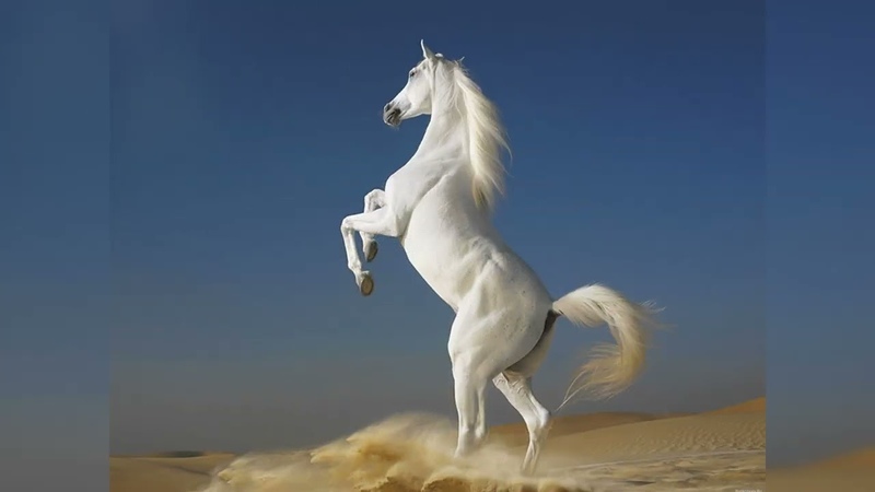 Белый конь что это. Белый конь что это. Лошадь породы томпсон. Белый конь что это. Breyer андалуз.