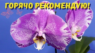 Мои горячие орхидейные рекомендации (Об орхидеях и орхидейных каналах)