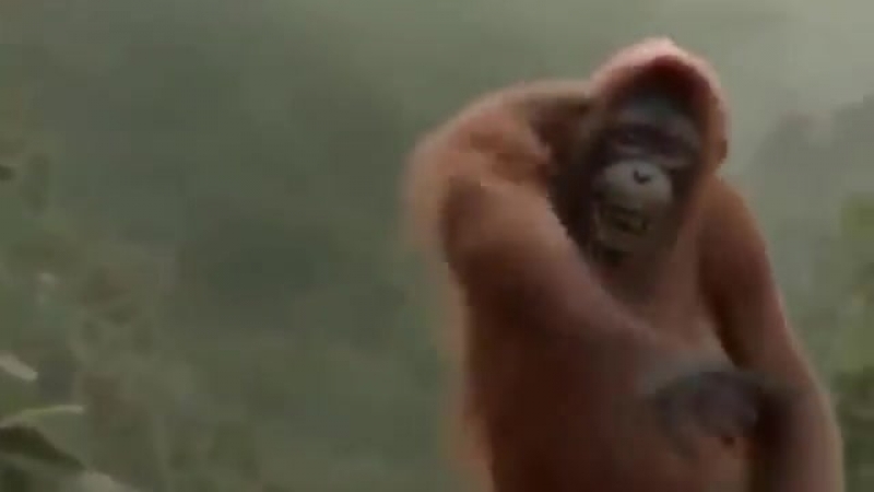 обезьяна зажигает. бонобо обезьяна зубы. бегемот обезьяна подавилась бананом. от улыбки лопнул бегемот обезьяна подавилась. обезьяна подавилась бананом.