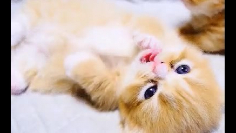 Гифки милых котиков. Милые котики. Гифки с милыми котиками. Милая гифка с котиком. Гифки с котятами милые