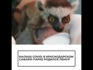 В краснодарском сафари-парке родился лемур
