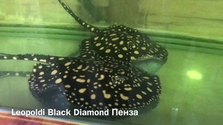 Леопольди Black Dimond #2
