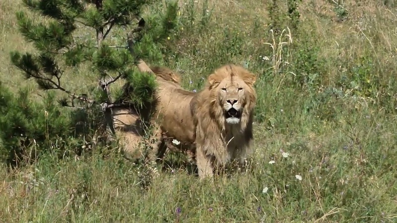 тайган про люську