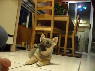 Swedish Vallhund Puppy, Shayna 8 weeks