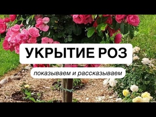 УКРЫТИЕ ДЛЯ РОЗ | Как подготовить розы к зиме Как пригибать штамб розы