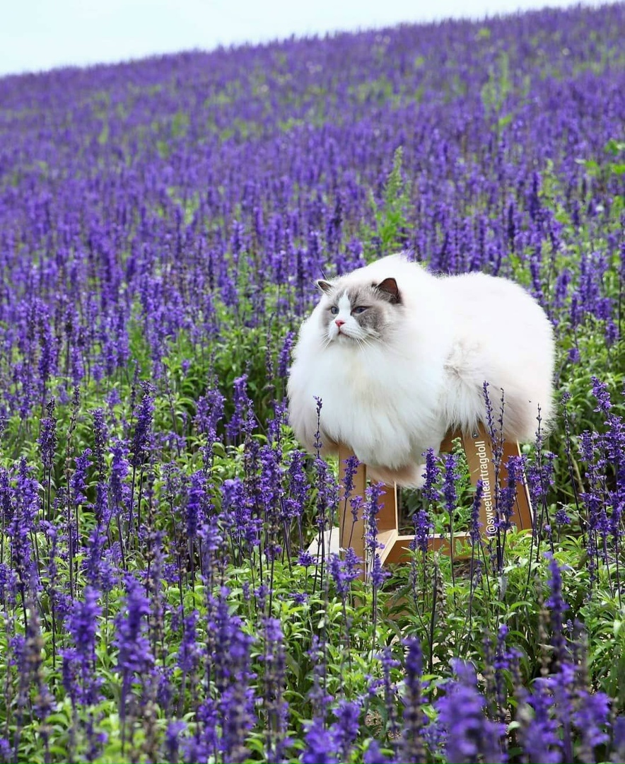 Белое облачко!