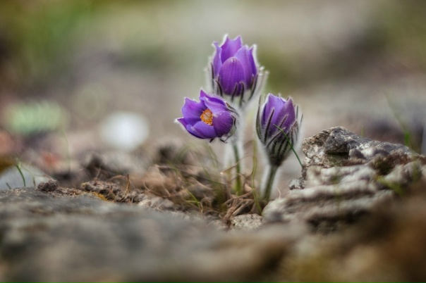 Как выглядят ранние цветы Как выглядят ранние цветы