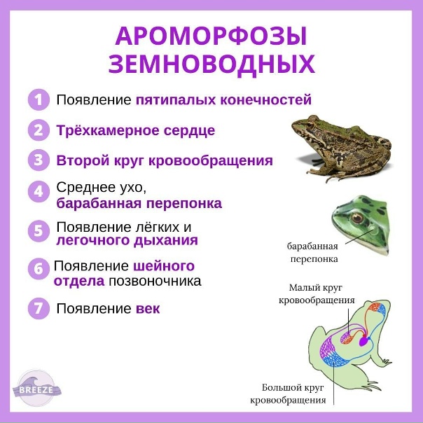 Примером ароморфоза является развитие второго круга