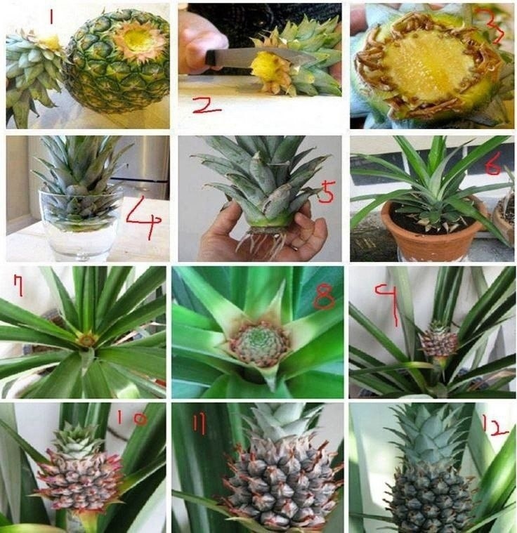 Cornish grandmother has managed to grow a PINEAPPLE on her windowsill Daily Mail