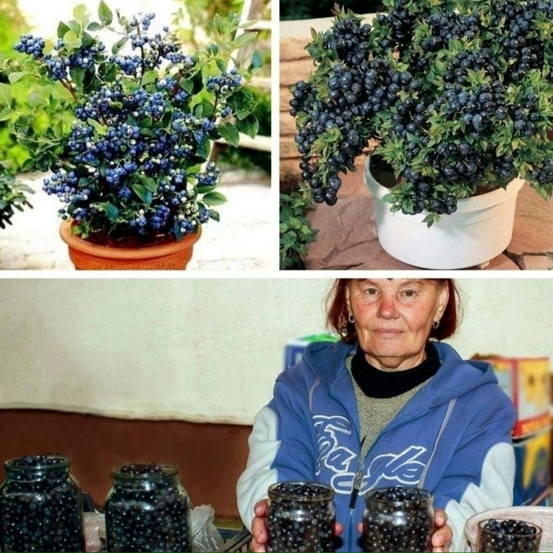 Фото голубики в домашних условиях Фото голубики в домашних условиях