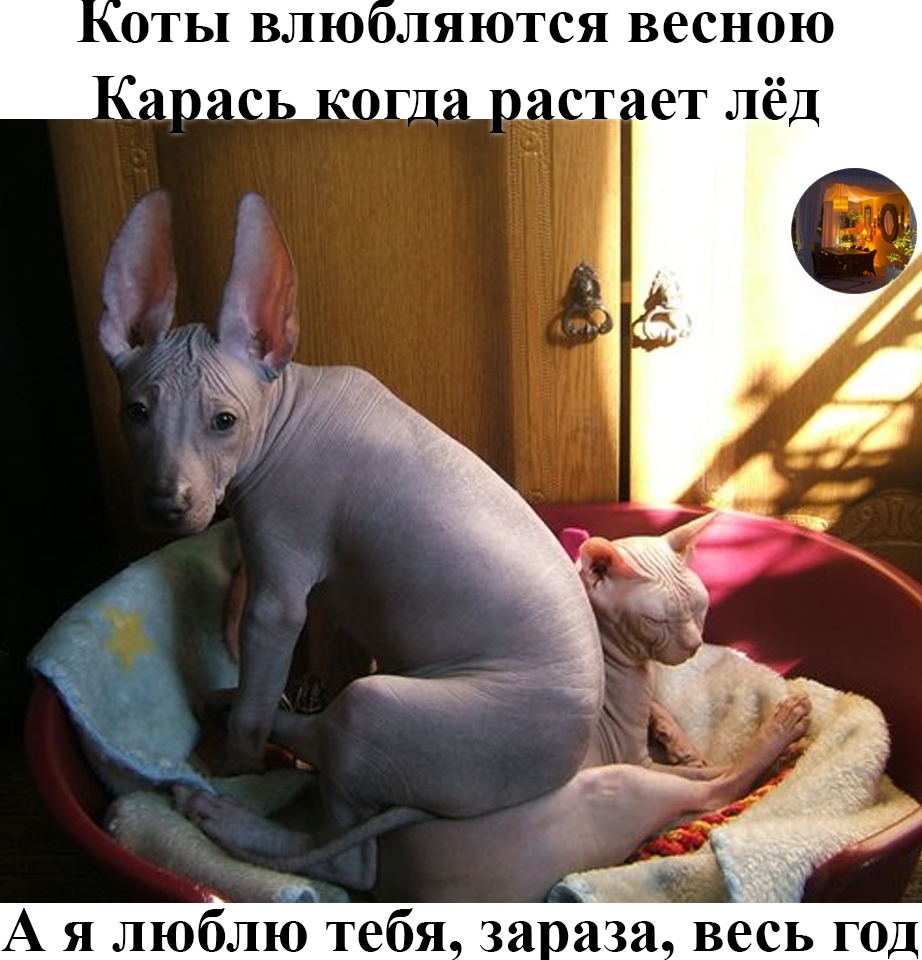 Лысая кошка фото смешное Лысая кошка фото смешное