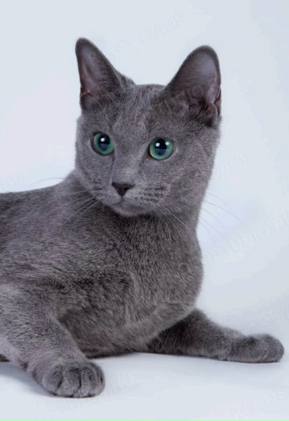 Фотографии кошек с необычным синим окрасом Торты, конфеты, пироги iberia-restaur