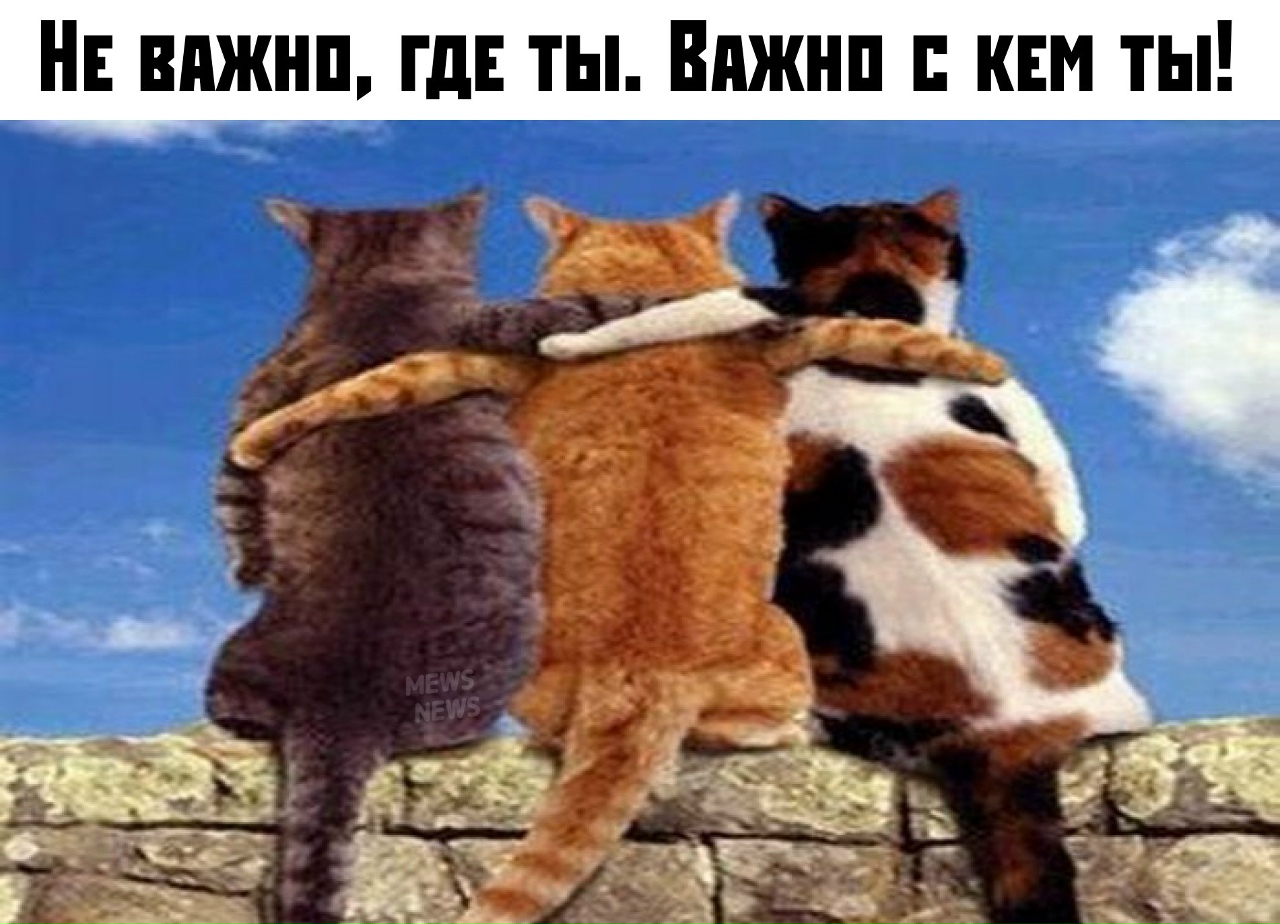 день друзей прикол