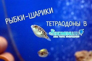 Тетраодоны в магазине